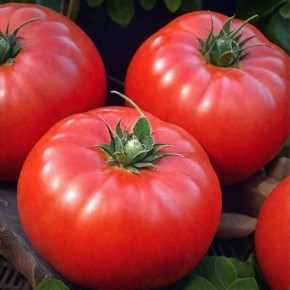 ����� ������: ������ ������ � ������������ ����� ��������