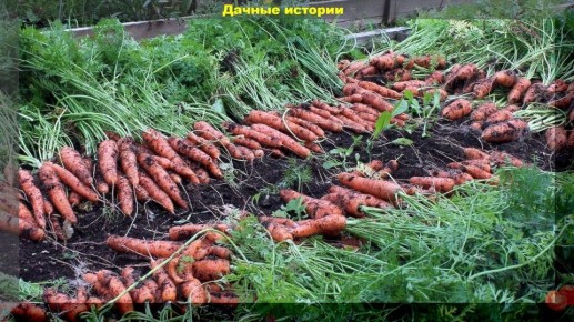 ������� ��������� ����������� �������: ��� �������� ������ �� �������� � ����������