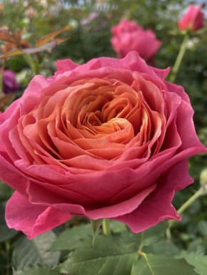 ��������� ��� ������: ��� ��������� ����� � �������� ���� ������� �����