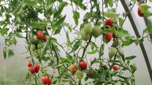 Почему удаление пасынков у томатов не всегда полезно – риски для урожая