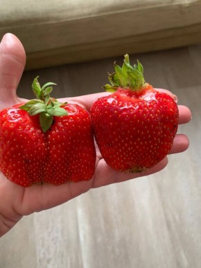 ������, ������� � ������ � ���������� ��������