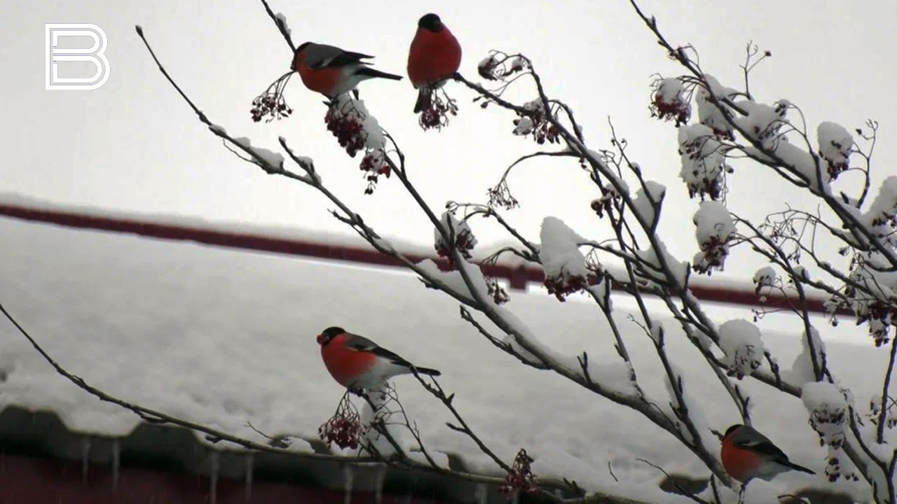 По информации Мурманского УГМС, 27 января в Кольском Заполярье будет облачно с прояснениями