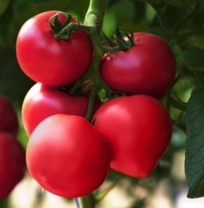 ����� ��������: ������ ������ � �������� ����� ��� ���������� ������