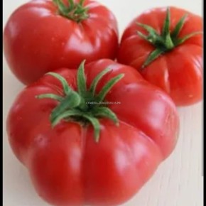 Томат Топол: редкость крупноплодной тепличной культуры и надежность стандартов ухода