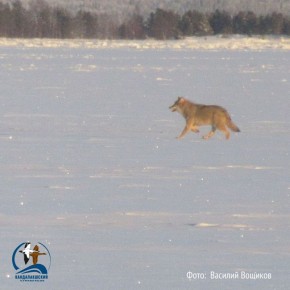 ���� ����� � �������� ���������� �������������� �����������