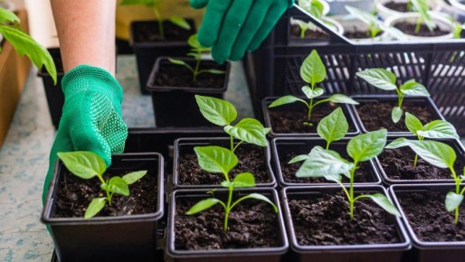 Зимний огород на подоконнике: как вырастить салат, помидоры и огурцы дома