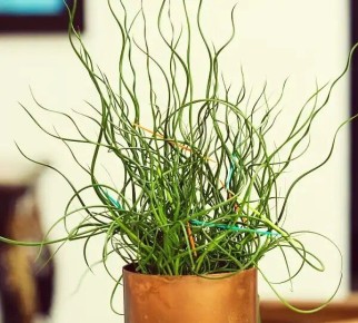 Ситник растение как тихий элемент водной грани и зелёной тишины