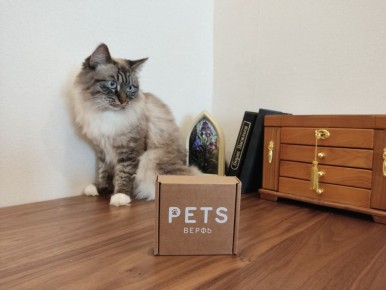 Благодаря ошейнику к коту возвращаются шансы: как простая вещь упрощает уход за домашним питомцем