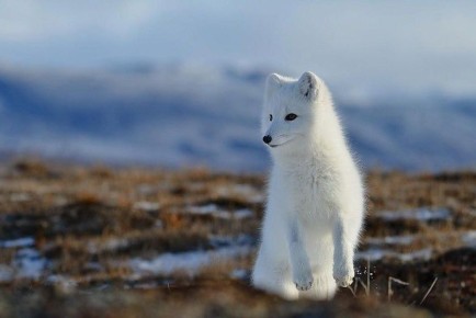 ����������� ������ �������� �� ����� ������������