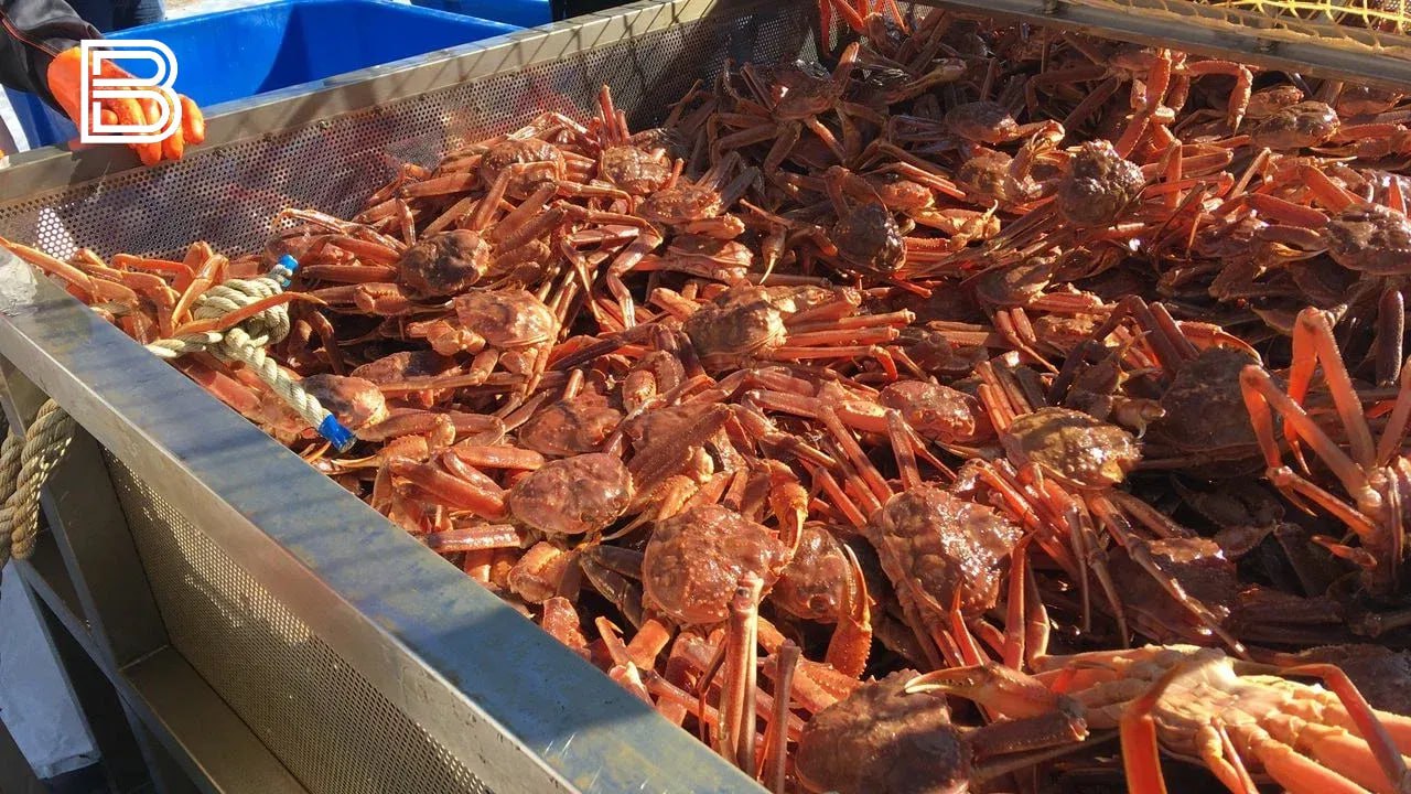 В Баренцевом море вырастет допустимый улов камчатского краба