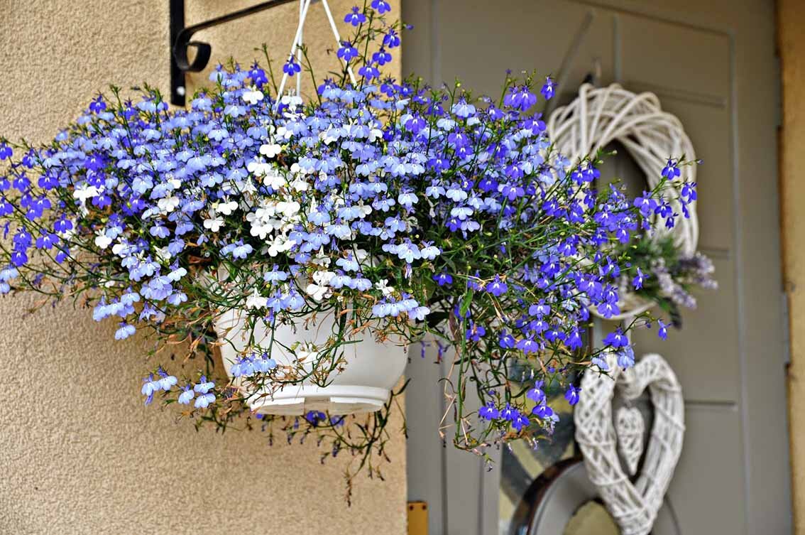 Цветы, которые радуют глаз всё лето: выбираем лучшие сорта для вашего сада