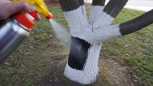 Осенний сад: как защитить деревья от болезней и вредителей