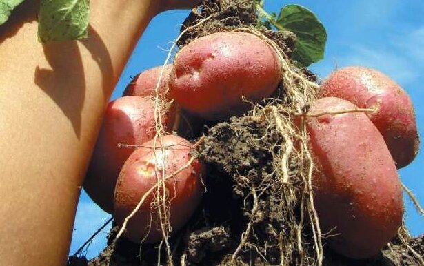 Как вырастить идеальную картошку: секреты успешного ухода в июле