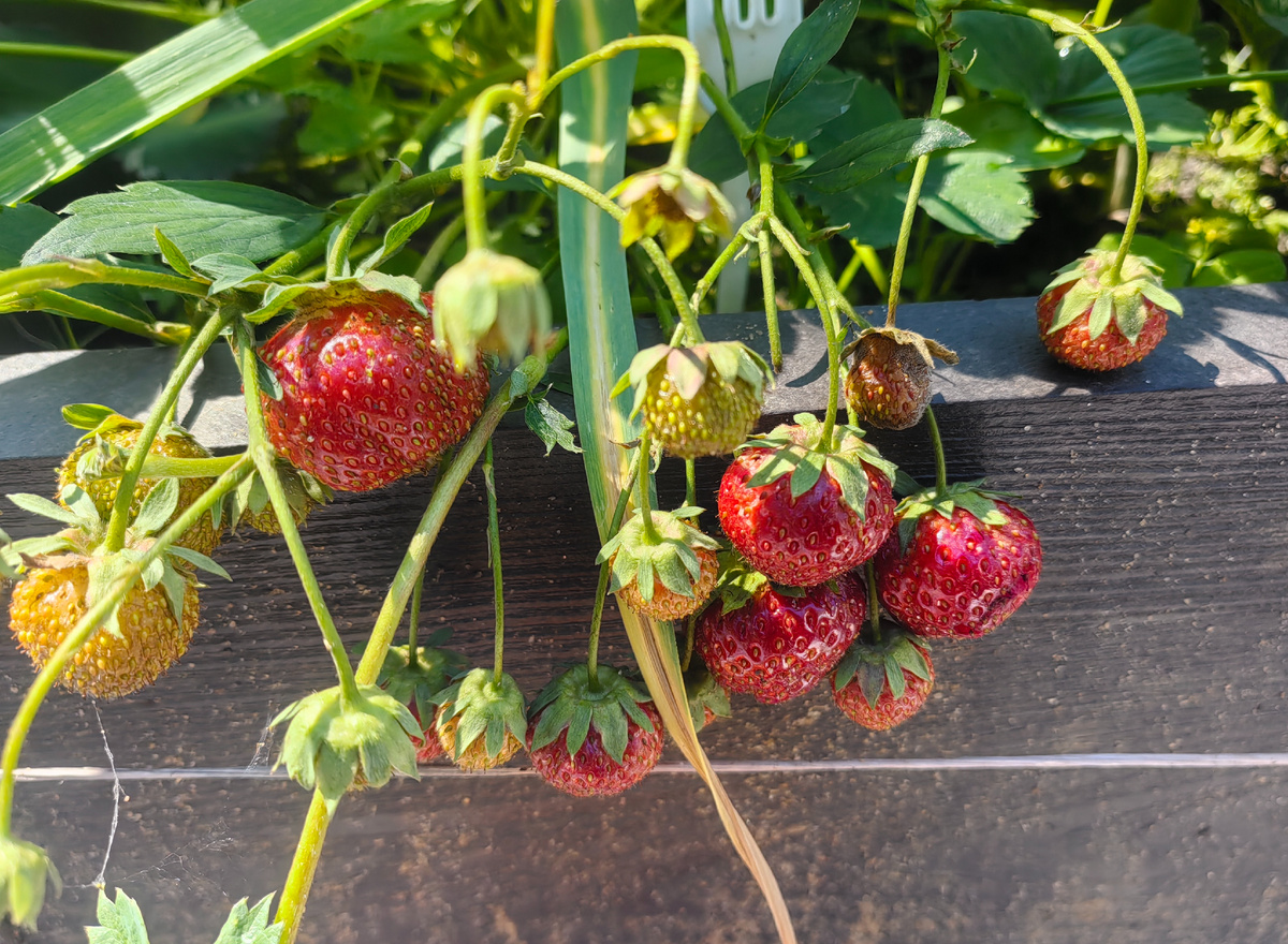 Как вырастить идеальную клубнику: секреты укоренения усов с гарантией приживаемости