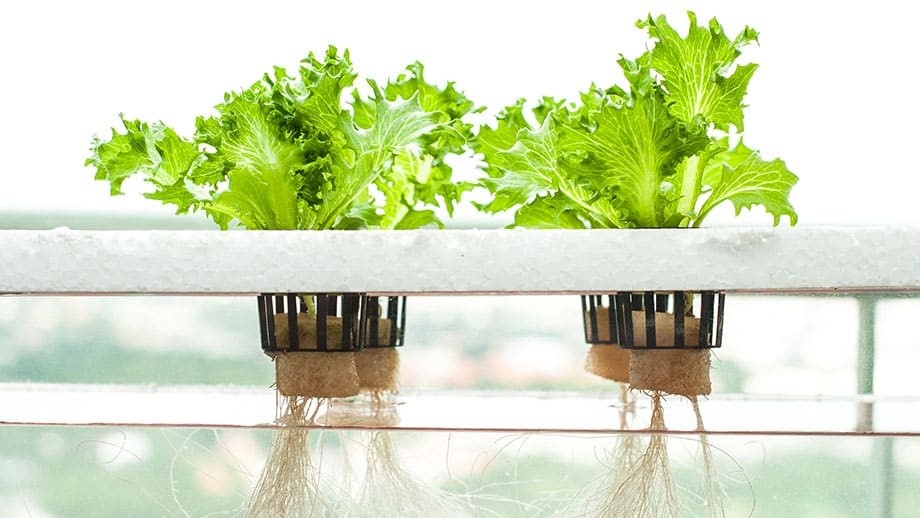 Городские огороды: как вырастить овощи без привычной земли