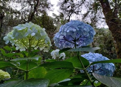Как подготовить гортензию к зиме: полезные советы для садоводов