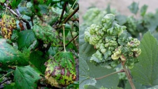 Эффективные природные методы защиты смородины от вредителей