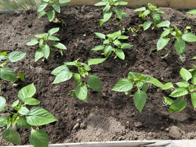 ����������� ����� ��� ����������� �����