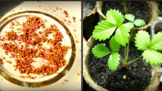 ��� ��������� �������� �� �����: �� ���������� ������ �� ������� ������