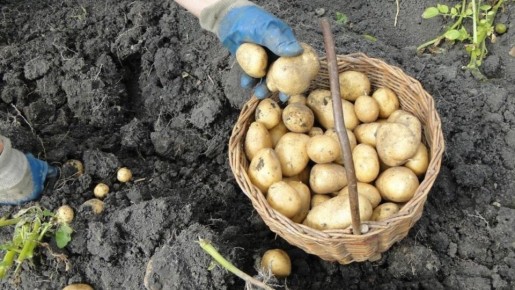 ��� ���� ����� �������� �������� 270 ����������� ������: ���������� �������