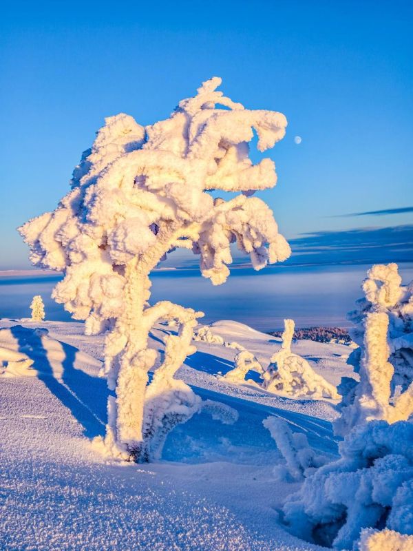 ������� �������� ��������� ���������