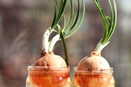 ������� ��� �� �����������: ��� ������� ��� ���������� ������