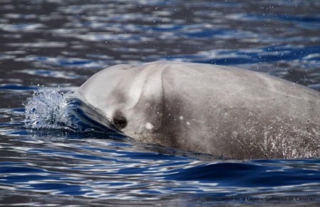 ����� �������� ������ ���� ����������� �������?