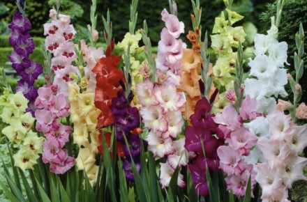 ��� ��������� ���������� ���������� ��� ������ ��������: ������� �����