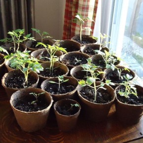 ��� ����: ������ ������� ������� � �������� ������ �����