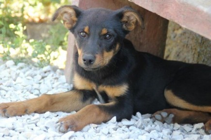 ������ �������� ��� �������� �� ��������: �������� ���������� ����� ������������