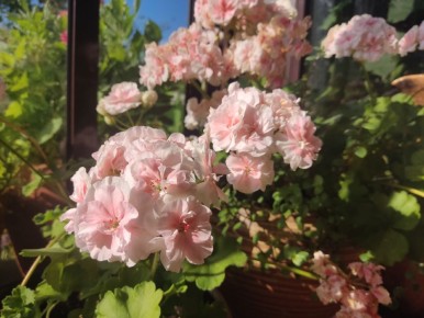 ��� ��� ������: ����� ��������� � gardening