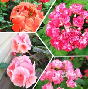 ��� ��������� ������������� ���������� ������ ��� �������� ����������