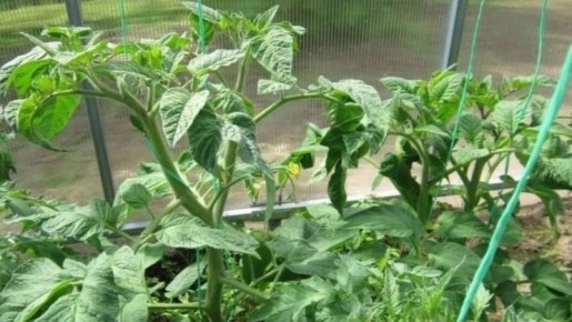 ����������� �������� � ��������: �� ��������� �� �������� ������