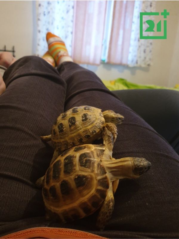 От скорпиона до милого хорька: у мурманчан дома живут экзотические питомцы