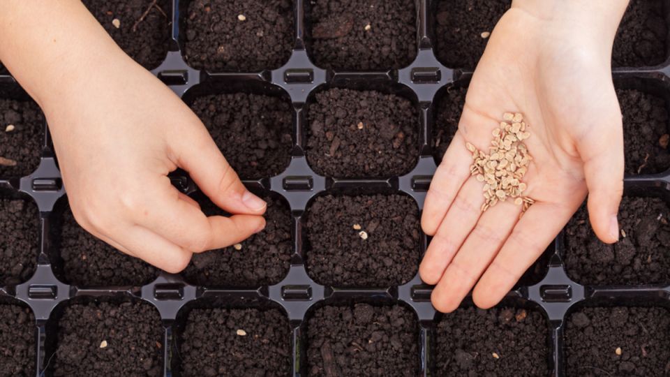 ��� ������ ��������: ������� �������� ����� �������� �����