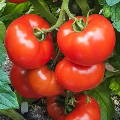 ����� ����� �����: ������������� ����� ������ ����