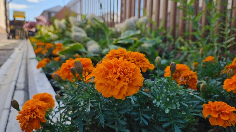 ����� �����: 5 ��������, ������� ������� ������� ������