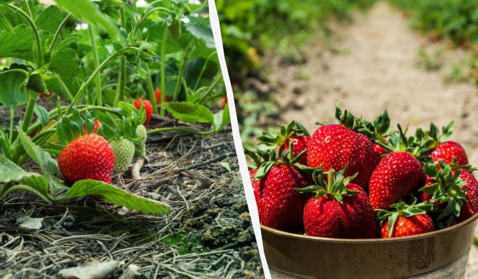 ������� ��������� ������ ��������: ��� �� ���������