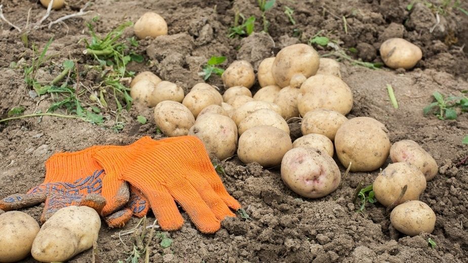 Как редкое окучивание картофеля помогает получить шикарный урожай