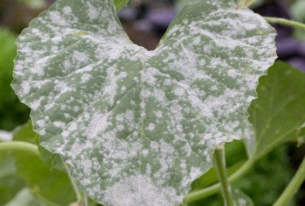 ������� ������� � ������� ����: ��� ������ ������