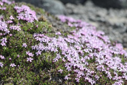 ������ ��� ��������� ������������ ������ ����� ���������� �������� � �������� ����� ���������