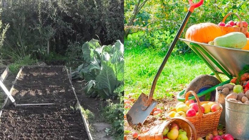 Как подготовить грядки к зиме: секреты плодородия и обеззараживания