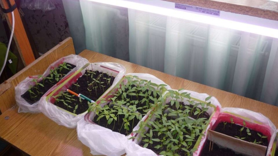 ��� ���������� �� ��������� ������� � �������� ������������ �����������