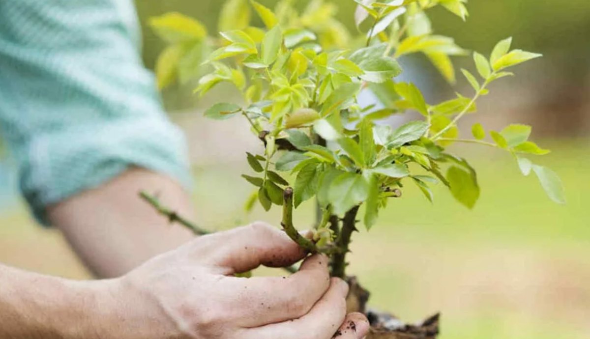 Как вырастить сад с нуля и не потратить ни копейки: доступны ли бесплатные саженцы?