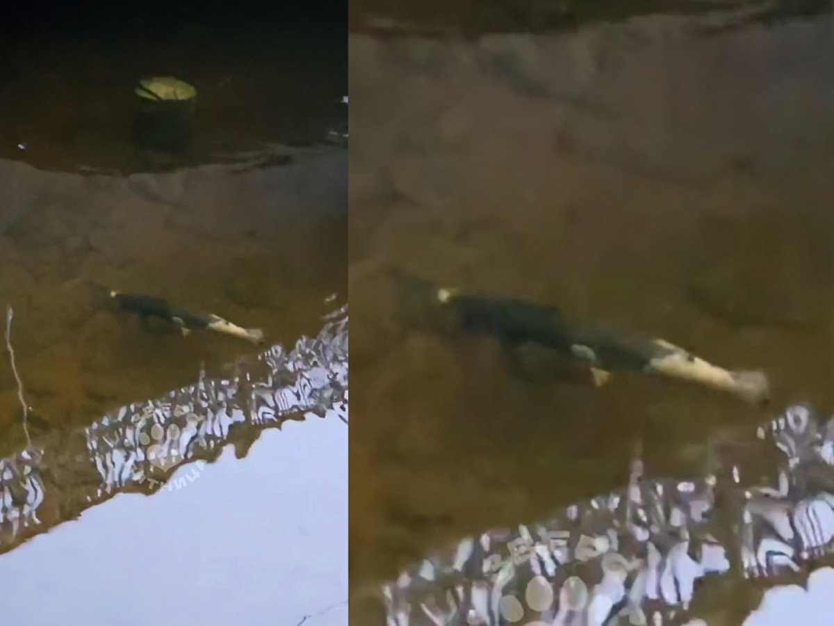 Секретный гость на Фонтанке: лосось удивил петербуржцев своей прогулкой