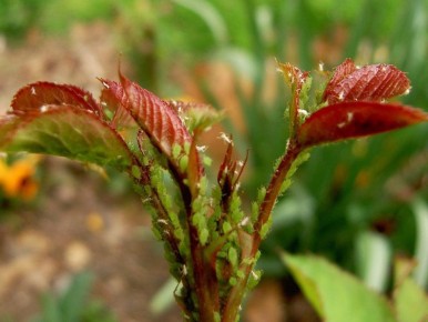 ��� ������ ����, ���� ��� �� ������: ����������� ������������ �� �����