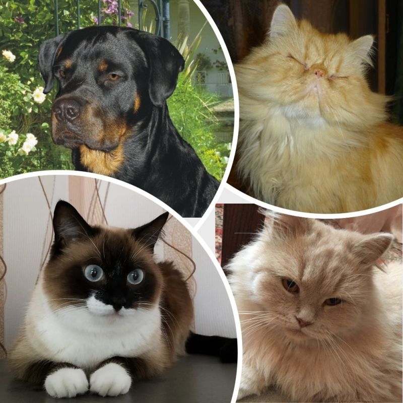 ������, ���� � �������� �������: ����� � ��������� ��������