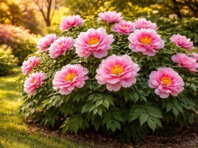 ����������� ����: ����������� ������ ����