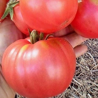 ����� �������� ������: �������� ������� ����� ���������