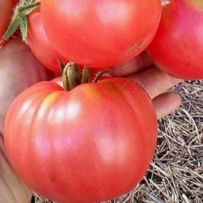 Томат Томатный король: рождение гиганта среди помидоров